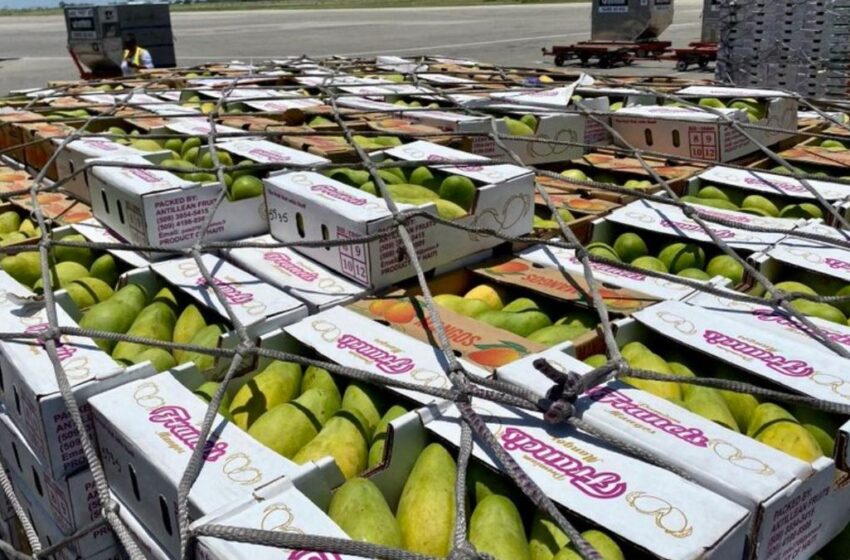  L’insécurité pénalise l’exportation des mangues haïtiennes vers les USA