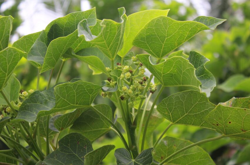  Découvrez les usages et les précautions liés à la plante médicinale « Jatropha gossypifolia » (Fèy medsiyen)