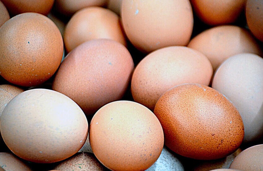  Le gouvernement haïtien s’engage à soutenir la production d’œufs pour répondre aux besoins nationaux