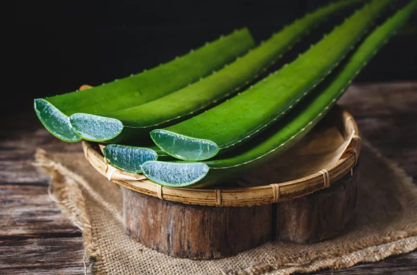  Aloe vera : quels sont les bienfaits ?
