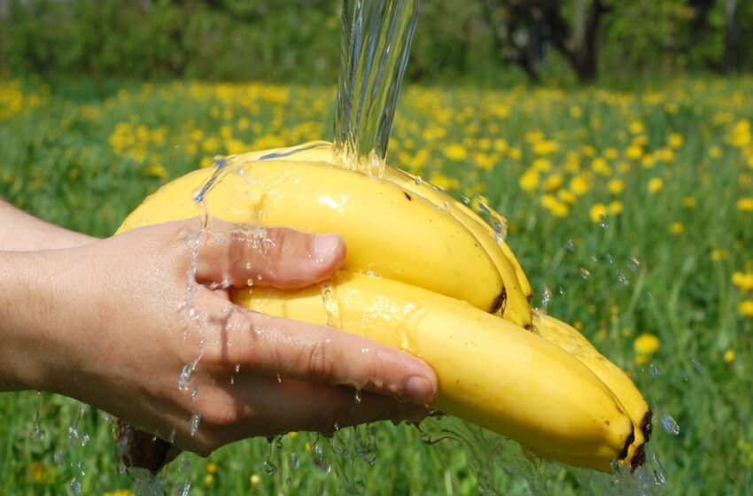  L’importance méconnue de laver vos bananes avant de les éplucher