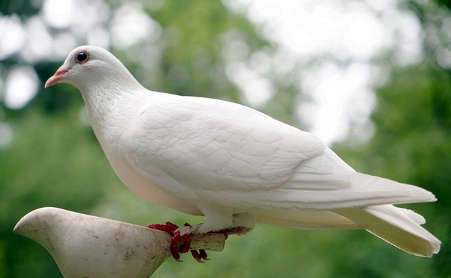 Le pigeon blanc : élégance céleste et pouvoir mystique