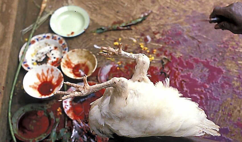  Les raisons pour lesquelles des poules sont sacrifiées lors des rituels vaudou en Haïti