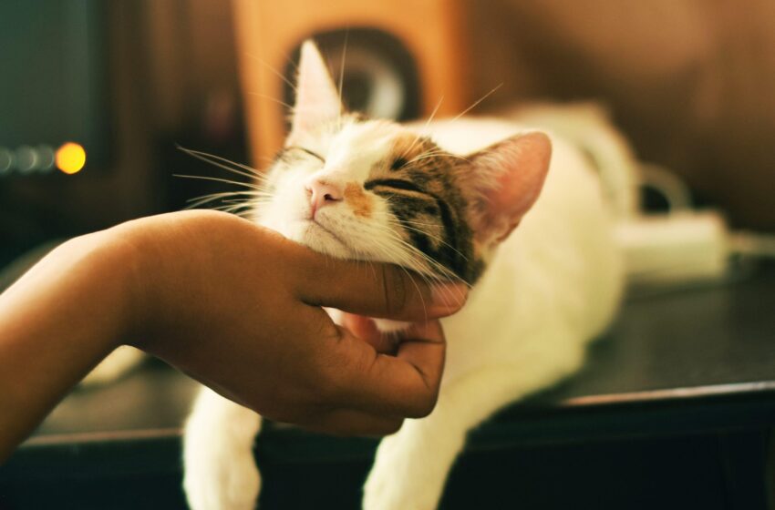  Les bienfaits des chats sur la santé mentale