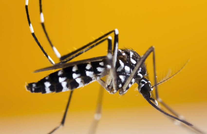 Situation de la dengue en Haïti : 729 cas confirmés, le MSPP appelle à la vigilance
