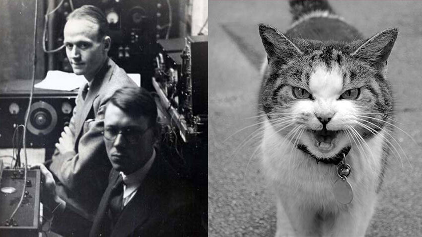  Saviez-vous qu’Ernest Glen Wever et Charles W. Bray ont fabriqué un téléphone avec un chat en 1929 ?