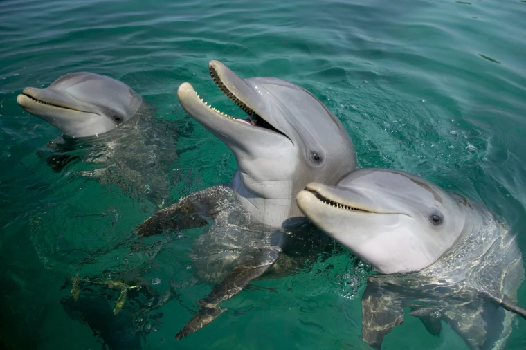  Saviez-vous que les dauphins ont leur propre nom, tout comme nous avons le nôtre ?