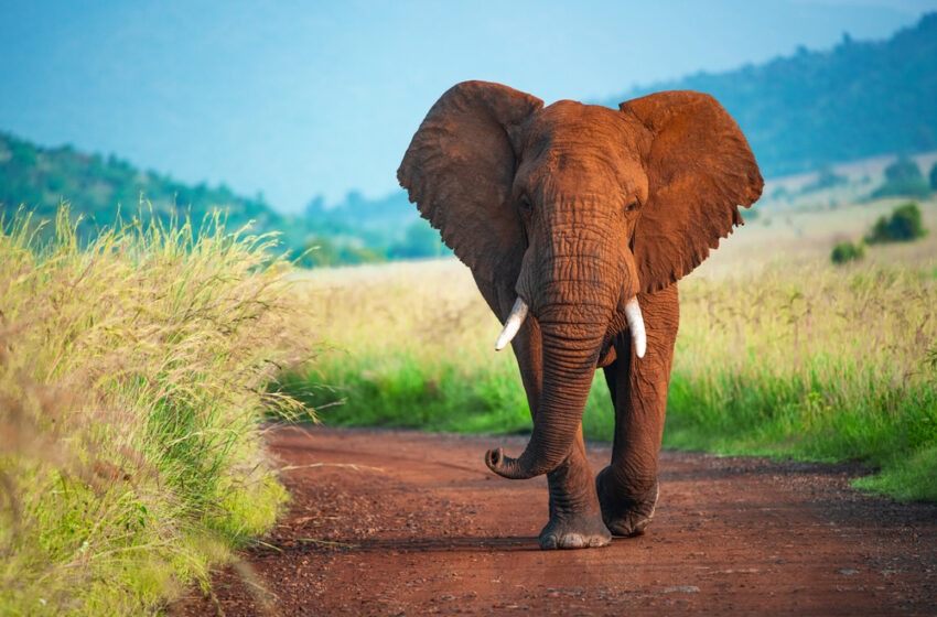  Saviez-vous que les éléphants sont les seuls animaux qui ne peuvent pas sauter ?