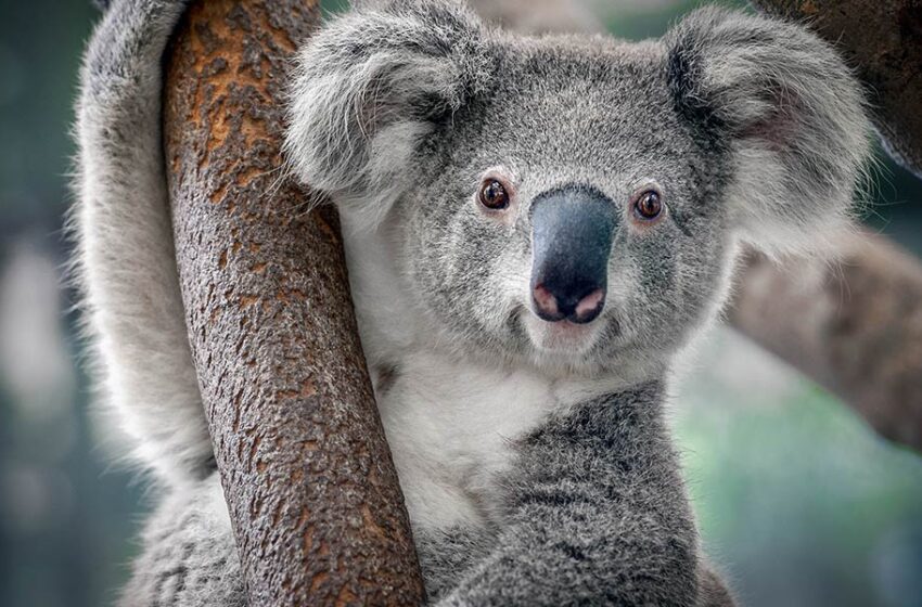  Saviez-vous que les Koalas peuvent dormir 22 heures par jour ?