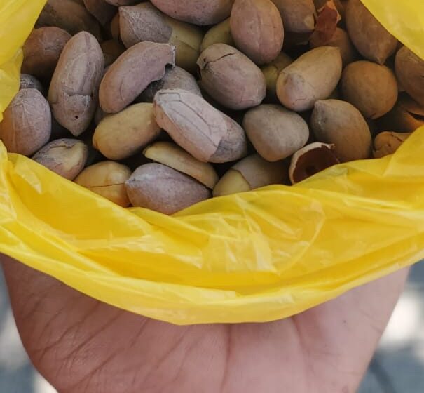  La vente de pistaches grillées (pistach griye) en Haïti : un commerce en baisse, mais toujours actif