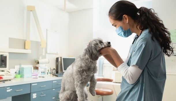 Santé des animaux de compagnie et soins vétérinaires
