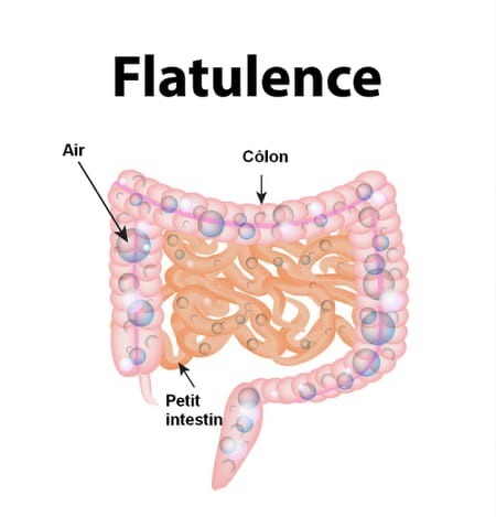  La science derrière les flatulences : comprendre leur rôle dans notre santé