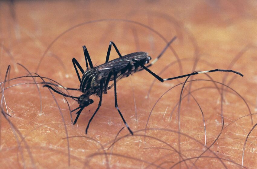 Les moustiques dans les rigoles d’eau en Haïti : un défi pour la santé publique