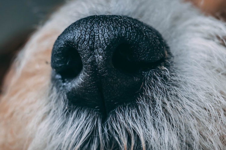  Saviez-vous que chaque chien a une empreinte nasale unique qui ne ressemble à aucun autre ?