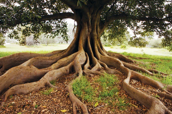  Saviez-vous que les arbres communiquent entre eux ?