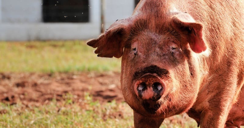  Saviez-vous qu’un cochon a été reconnu coupable en France du meurtre d’un enfant en 1386 ?