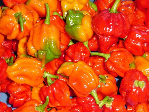  Le pouvoir protecteur du piment contre le loup-garou