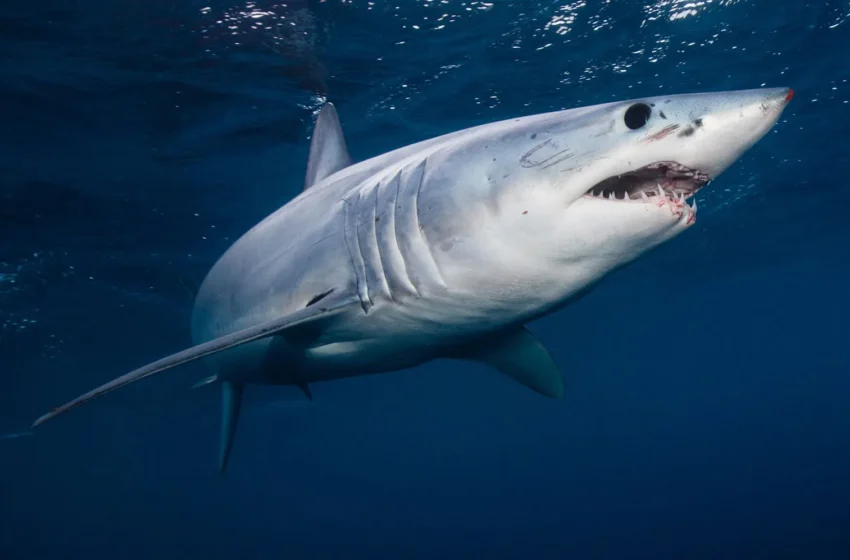  Saviez-vous que les requins nagent même lorsqu’ils dorment ?