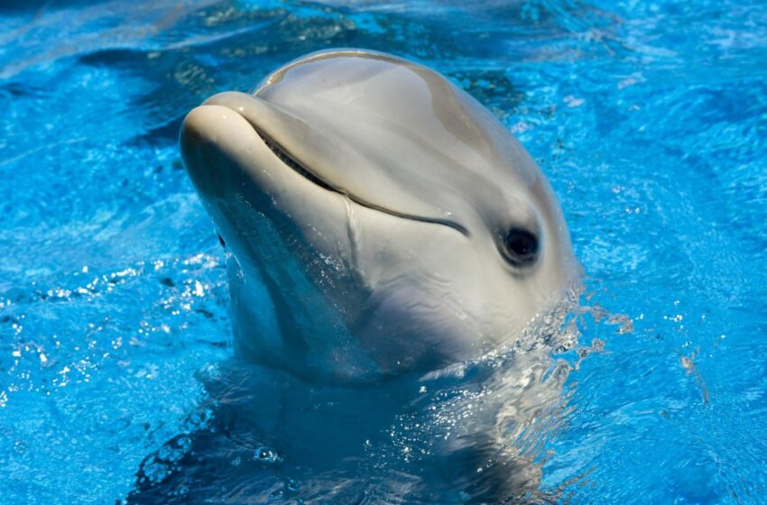  Saviez-vous que les dauphins dorment avec un œil ouvert lorsqu’ils dorment ?
