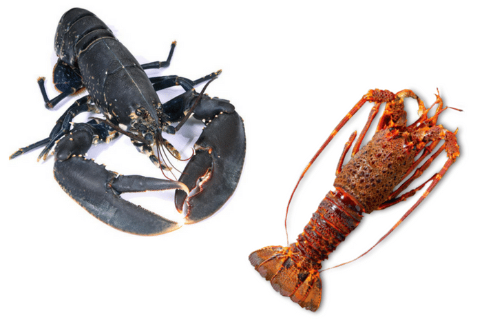  Saviez-vous qu’un homard n’est pas la même chose qu’une langouste ?