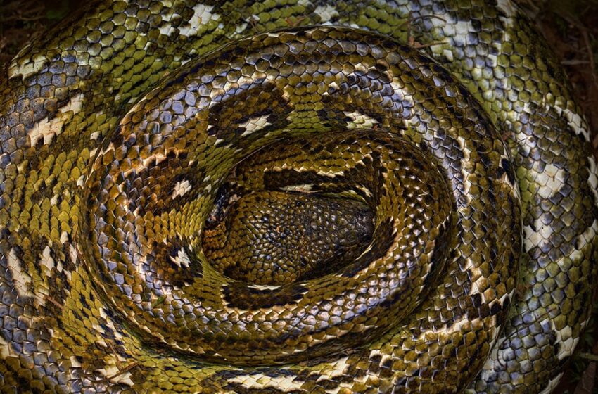  Serpents et loas :la puissance symbolique dans le vaudou
