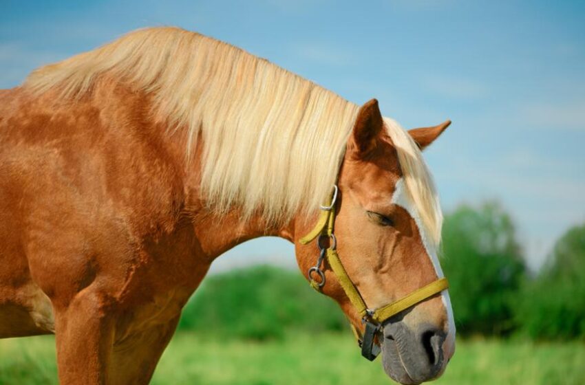  Saviez-vous que les chevaux peuvent dormir debout ?