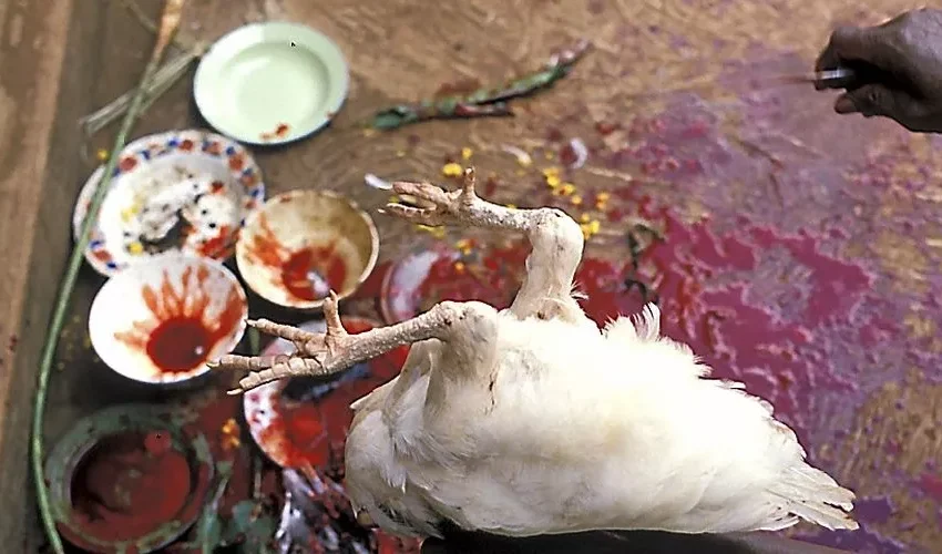  Rituels et sacrifices : la dimension spirituelle des animaux dans le vaudou