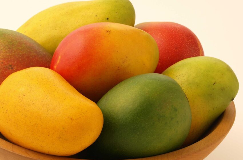  Saviez-vous qu’Haïti possède plus de 158 variétés de mangues ?