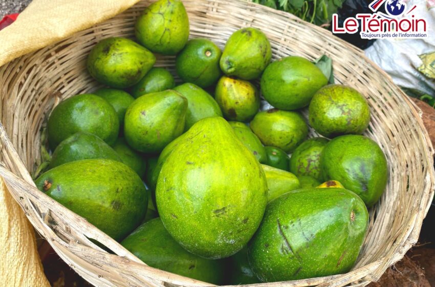  Les marchandes d’avocats : des piliers de la survie et de la gastronomie en Haïti