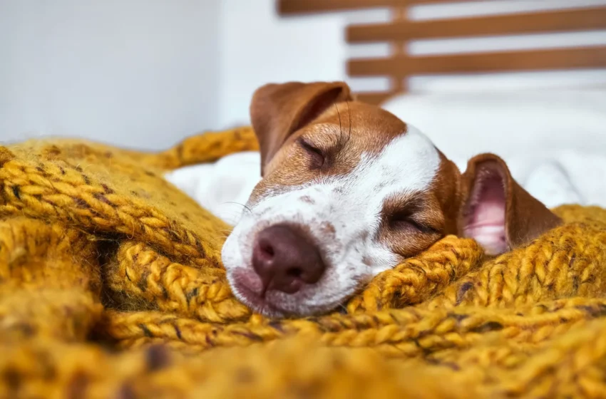  Saviez-vous que les chiens ont des rêves, tout comme nous, les humains ?
