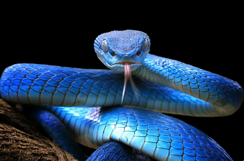  Saviez-vous que les serpents n’entendent pas avec leurs oreilles mais qu’ils ressentent les vibrations du sol pour communiquer ?