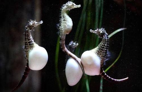  Saviez-vous que c’est l’hippocampe mâle qui donne naissance aux bébés ?