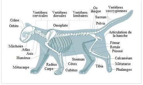  Saviez-vous que la colonne vertébrale d’un chat a plus de vertèbres que celle d’un humain, ce qui la rend plus flexible ?