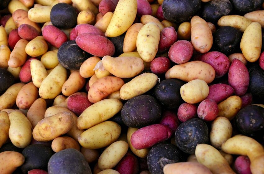  Saviez-vous les pommes de terre étaient autrefois illégales en France ?