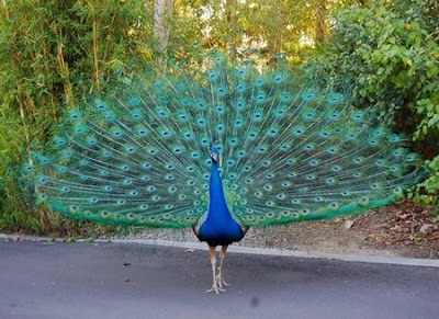  Saviez vous que c’est les paons males qui sont connus pour leurs magnifiques plumes colorées en forme de queue?