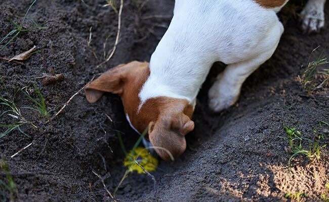  Saviez-vous que les chiens peuvent sentir l’odeur humaine jusqu’à 40 pieds sous terre?