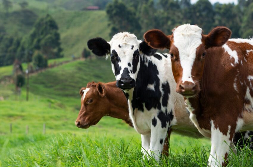 Saviez-vous que les vaches ont des meilleurs amis et sont stressées quand elles sont séparées ?
