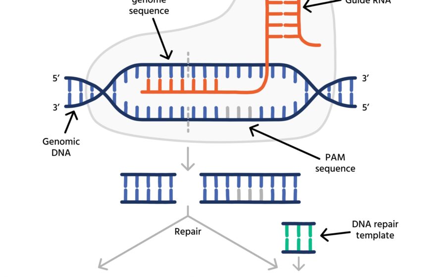  CRISPR : Une clé pour l’avenir de la santé et de la biotechnologie