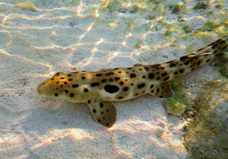  Saviez-vous qu’il existe une espèce de requin appelée « requin épaulette » qui peut marcher sur terre ?