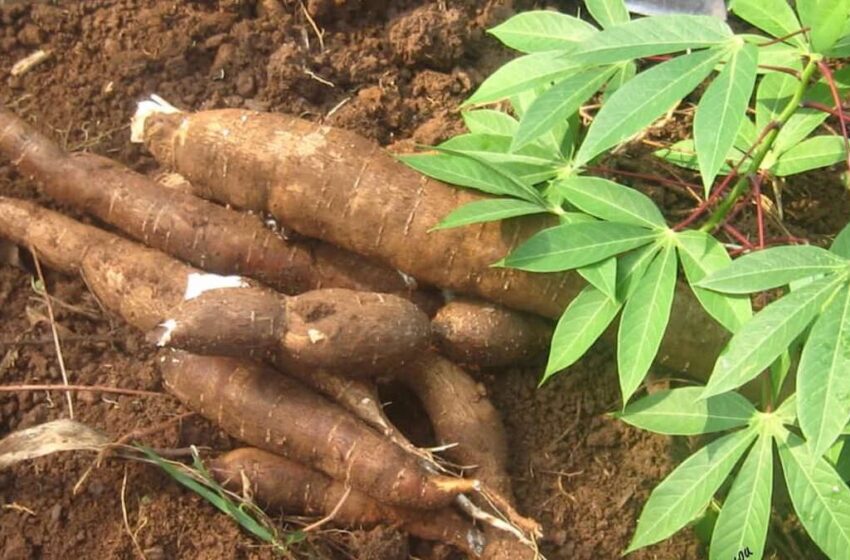  Que saviez-vous les bienfaits du manioc pour la santé?