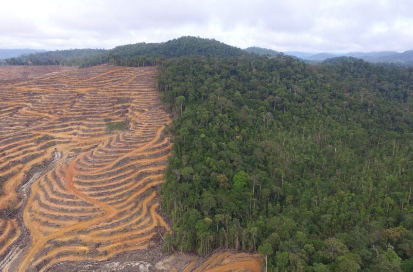  Haïti face à l’urgence environnementale : un cri d’alerte pour l’avenir