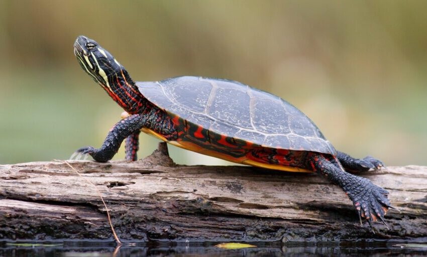 Saviez-vous que certaines tortues respirent par leur anus ?
