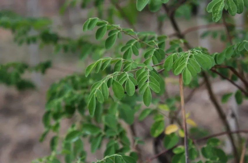  Les olives d’Haïti : une saveur unique dans la cuisine locale