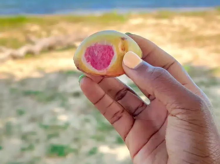  L’amande, un fruit d’amusement d’enfance regorgé de bienfaits