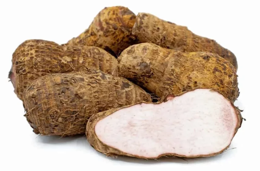  Le malanga : l’élément clé de l’acra haïtien