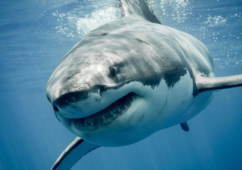  Èske w te konnen reken kapab ap naje menm lè l nan fon somèy  ?