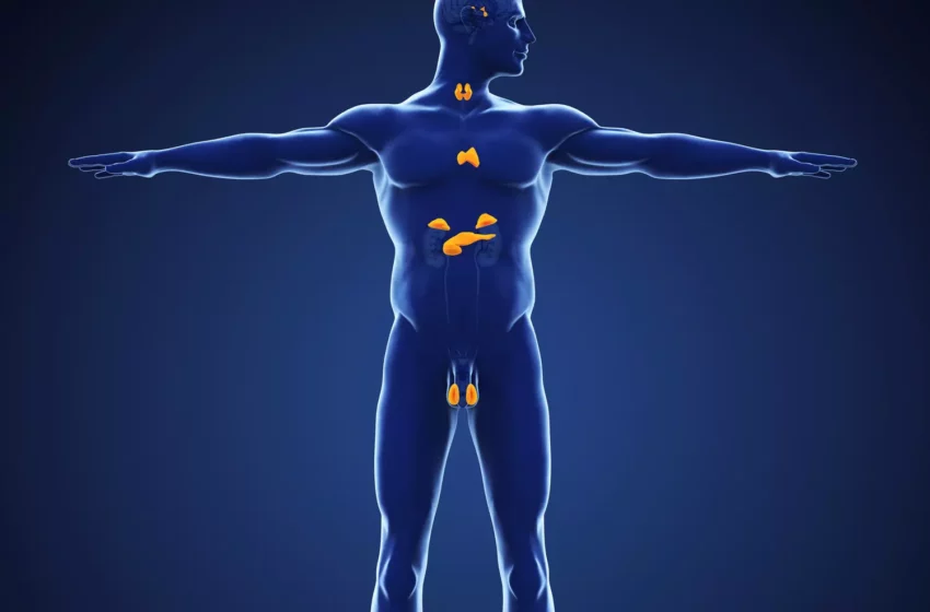  Comprendre les glandes endocrines : causes des perturbations et approches de traitement