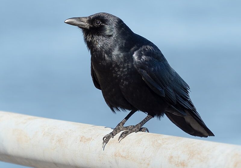  Èske w te konnen kòbo se twazyèm bèt ki pi entèlijan ?