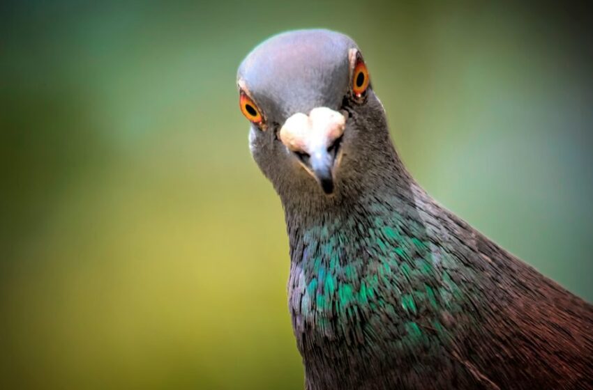  Èske w te konnen pijon se katryèm bèt ki pi entèlijan ?