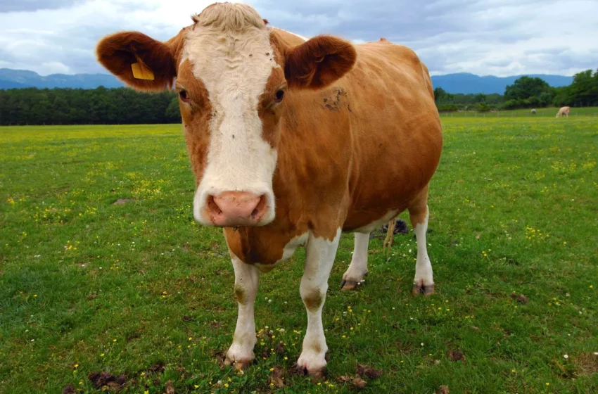  Saviez-vous que le boeuf est le 5e animal le plus intelligent ?